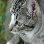 Kat met groene ogen