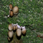 Champignons aan de boom