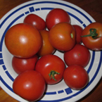 Bord met tomaten